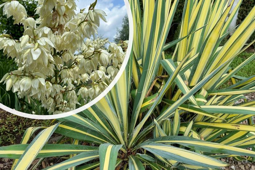 Palmlelie - Yucca filamentosa