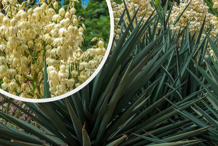 Palmlelie - Yucca gloriosa