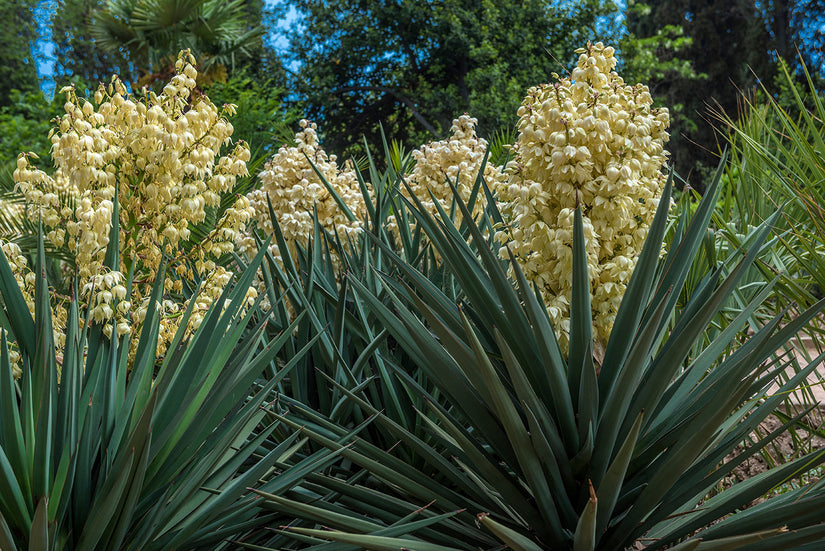 Palmlelie - Yucca gloriosa