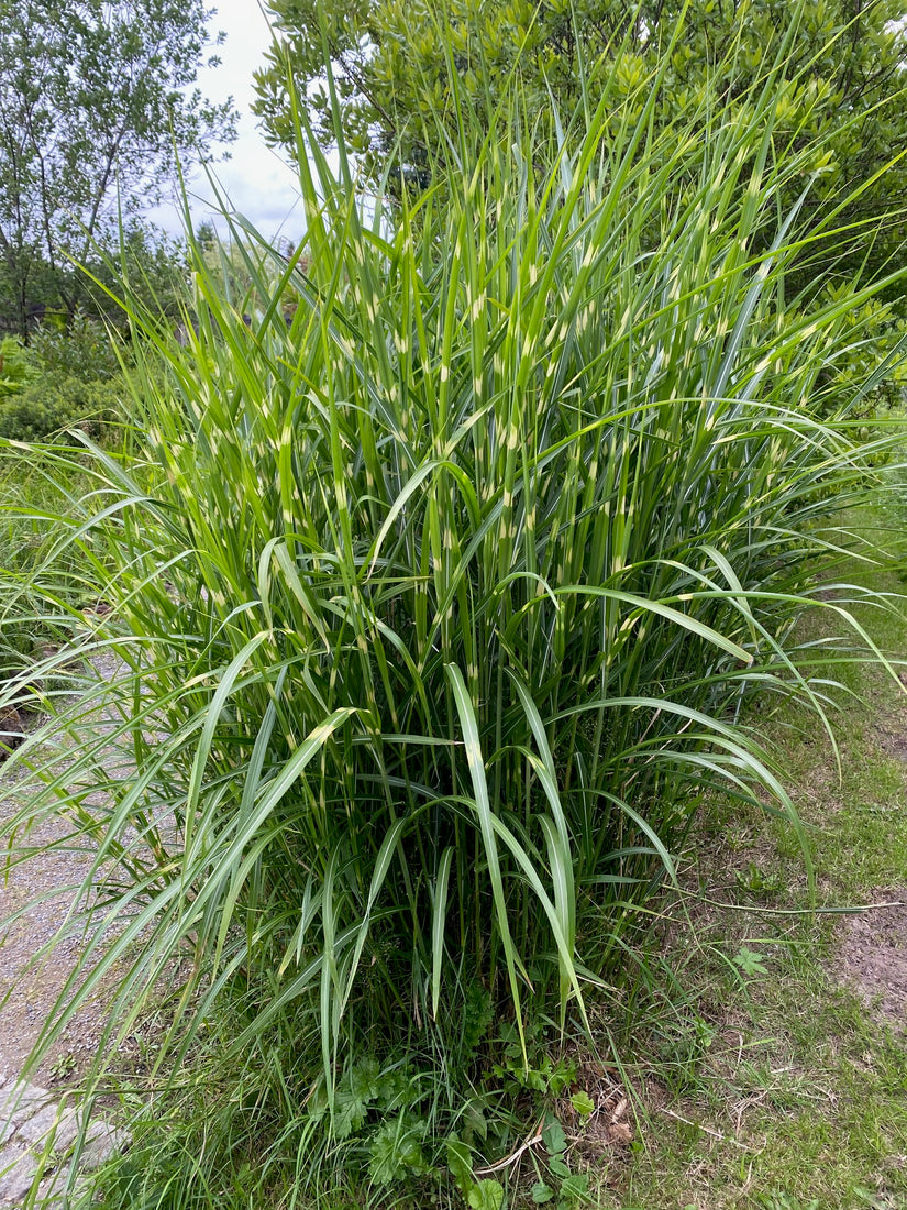 Prachtriet - Miscanthus sinensis 'Strictus' (Zebragras)