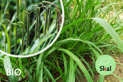 Biologisch Zegge - Carex pendula