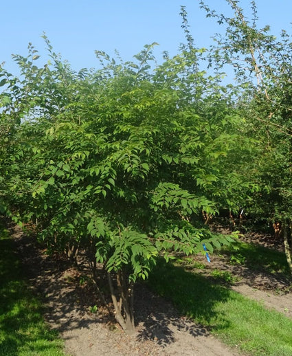 Japanse schijniep - Zelkova serrata