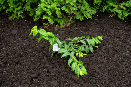 Zevenzonenboom - Heptacodium miconioides