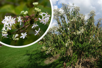 Zevenzonenboom - Heptacodium miconioides