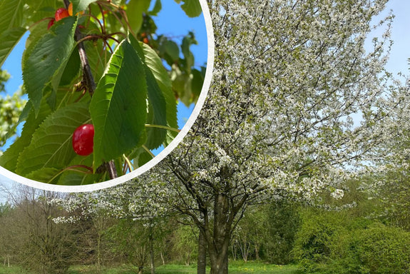 Inheemse Zoete kers - Prunus avium