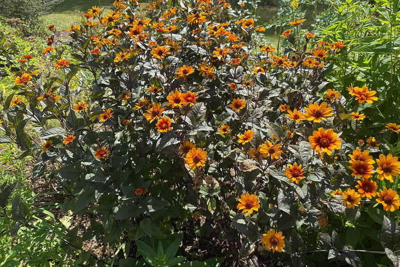 Zonneoog - Heliopsis helianthoides 'Burning Hearts'