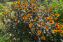 Zonneoog - Heliopsis helianthoides 'Burning Hearts'