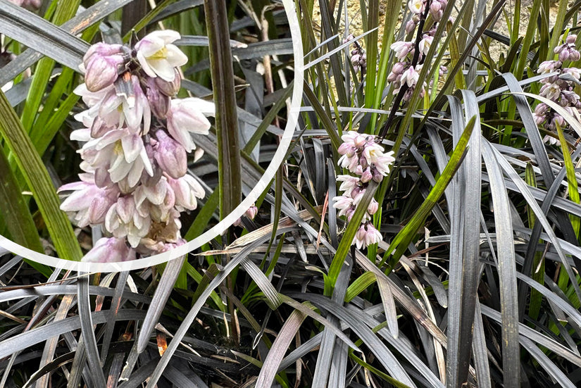 Biologisch Zwart gras - Ophiopogon plan. 'Niger'