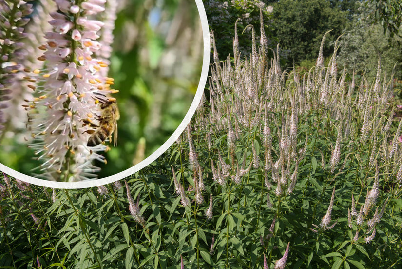 Zwarte ereprijs - Veronicastrum virginicum 'Pink Glow'