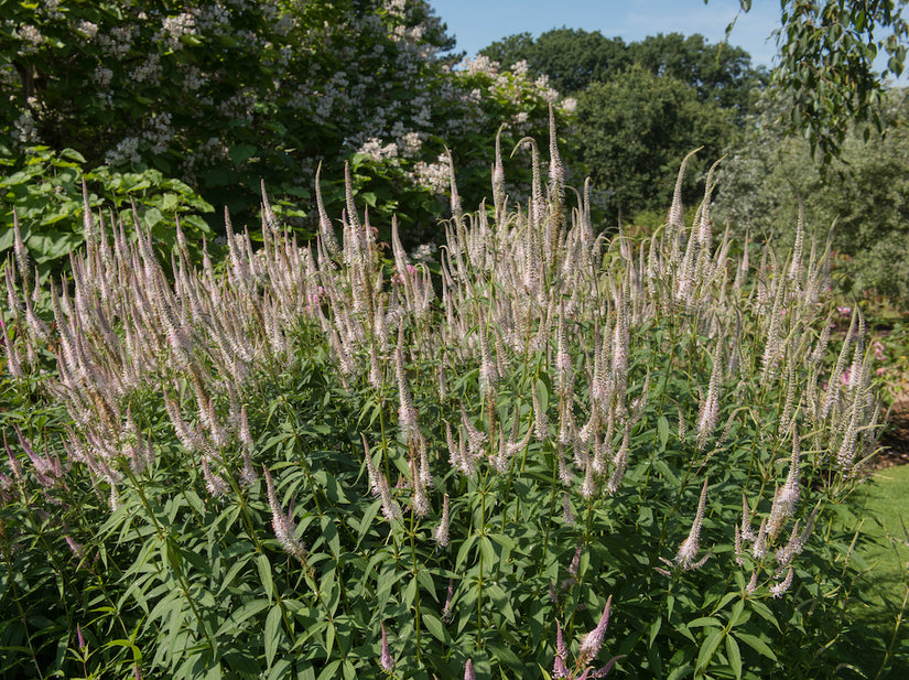 Zwarte ereprijs - Veronicastrum virginicum 'Pink Glow'