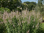 Zwarte ereprijs - Veronicastrum virginicum 'Pink Glow'