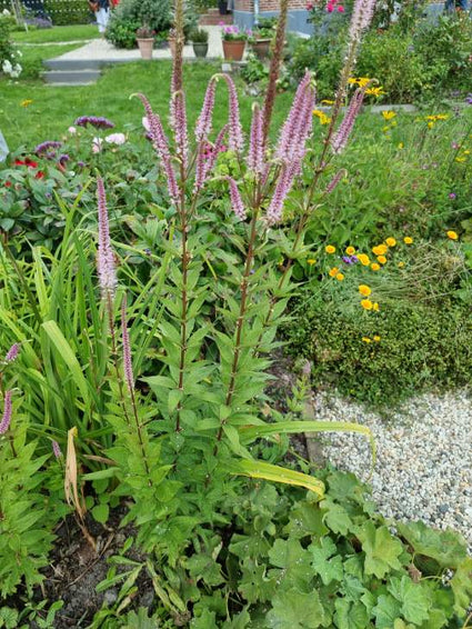 Biologisch Ereprijs - Veronicastrum virg. 'Fascination'