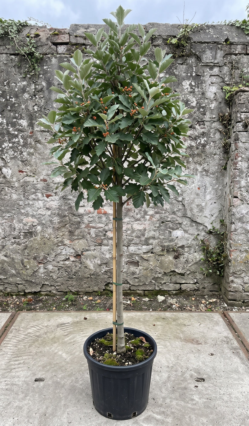 Zweedse lijsterbes (Hoogstam) - Sorbus intermedia 'Brouwers'