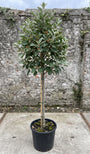 Zweedse lijsterbes (Hoogstam) - Sorbus intermedia 'Brouwers'