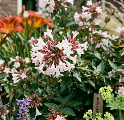 Abelia - Abelia Grandiflora