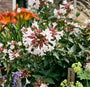Abelia - Abelia Grandiflora