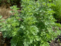 Absintalsem - Artemisia absinthium