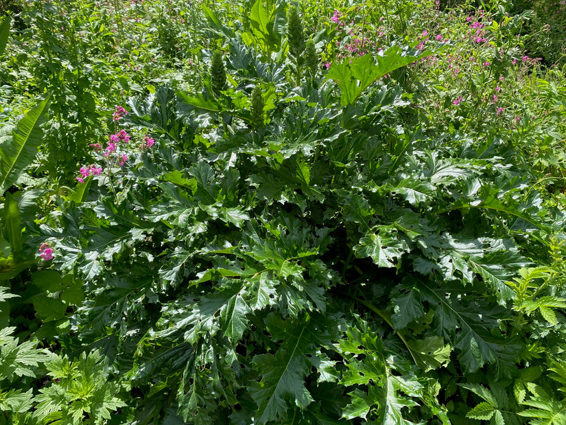 Stekelige Berenklauw - Acanthus mollis