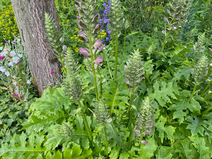 Stekelige Berenklauw - Acanthus mollis