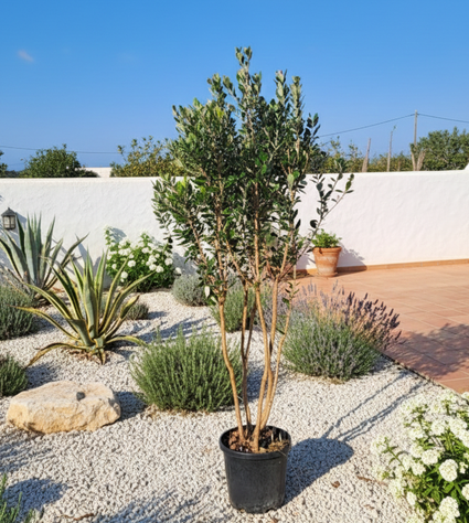 Braziliaanse guave - Acca sellowiana