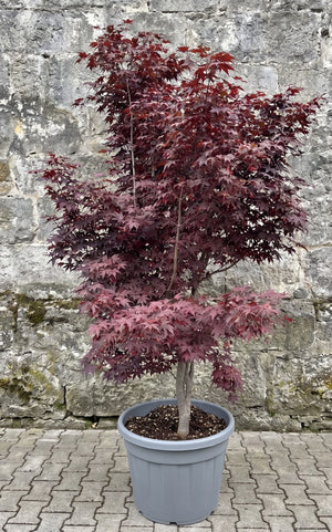 XL solitaire 200-250 cm