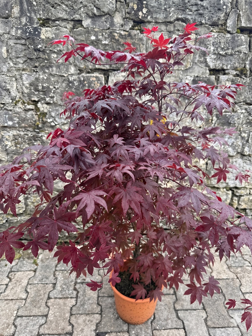 Japanse Esdoorn - Acer palmatum 'Bloodgood'
