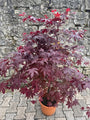 Japanse Esdoorn - Acer palmatum 'Bloodgood'