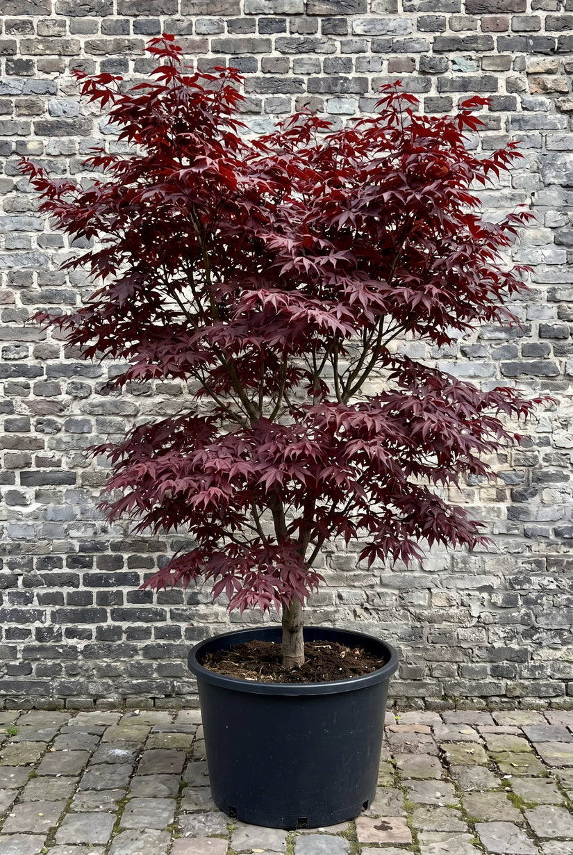 Japanse Esdoorn - Acer palmatum 'Bloodgood'
