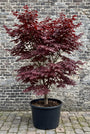 Japanse Esdoorn - Acer palmatum 'Bloodgood'