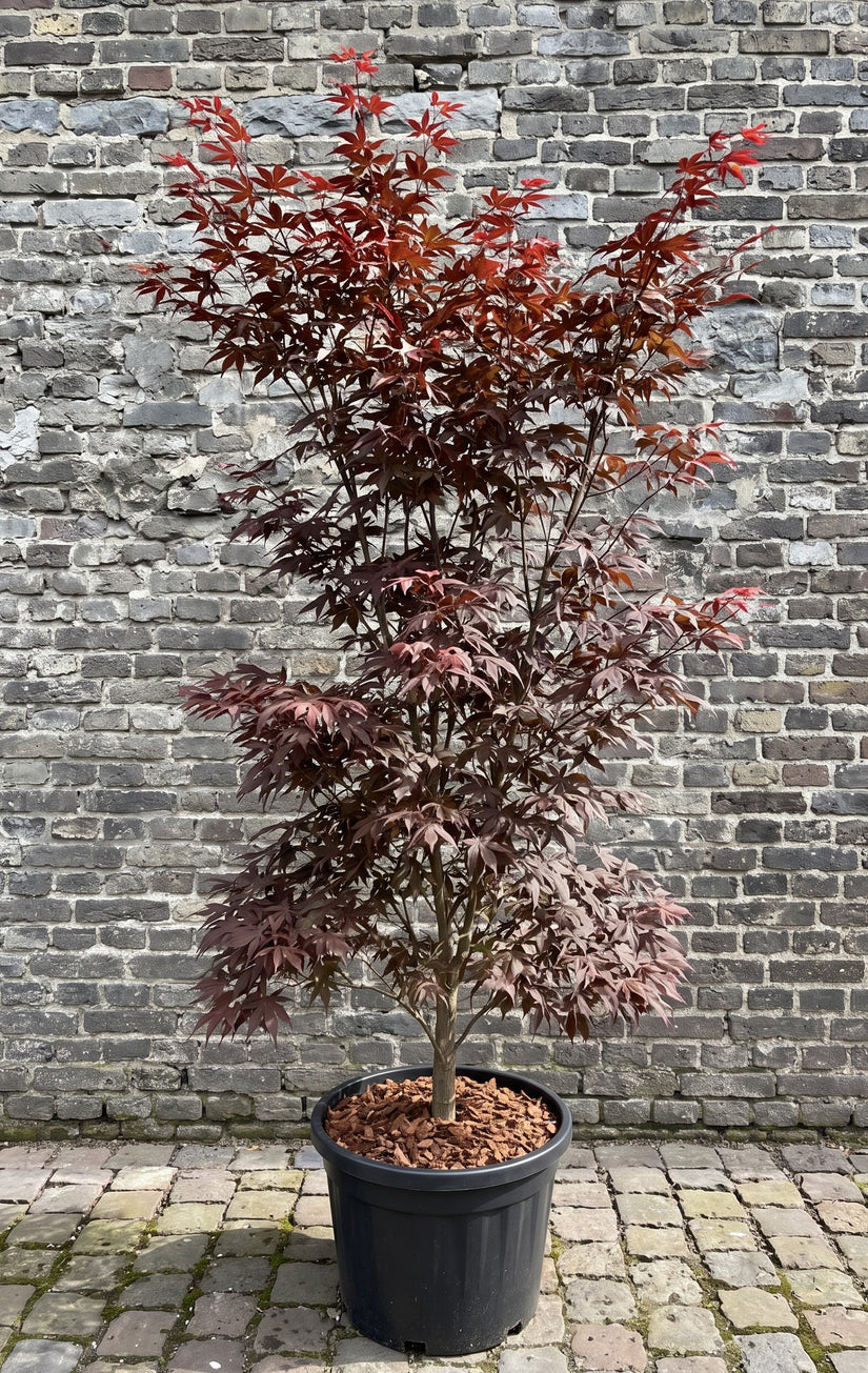 Japanse Esdoorn - Acer palmatum 'Bloodgood'