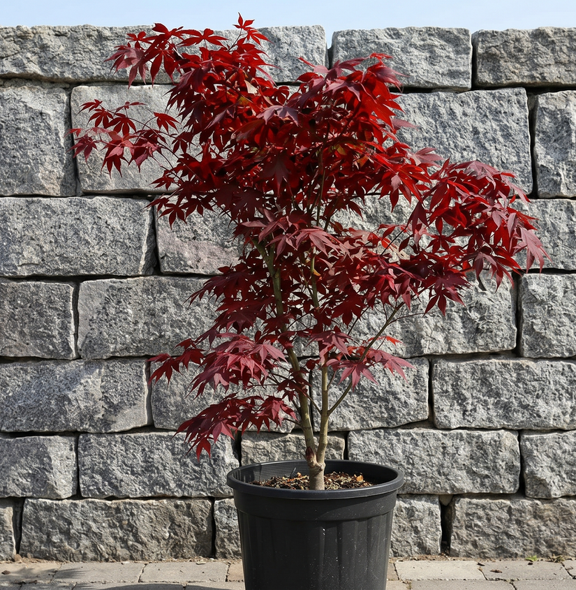Japanse Esdoorn - Acer palmatum 'Bloodgood'