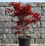 Japanse Esdoorn - Acer palmatum 'Bloodgood'