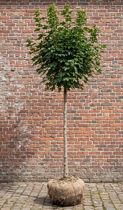 Veldesdoorn (Hoogstam) - Acer campestre 'Elsrijk'