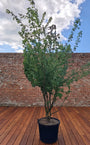acer campestre - meerstammige spaanse aak