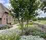 Veldesdoorn / Spaanse Aak - Acer campestre meerstammig
