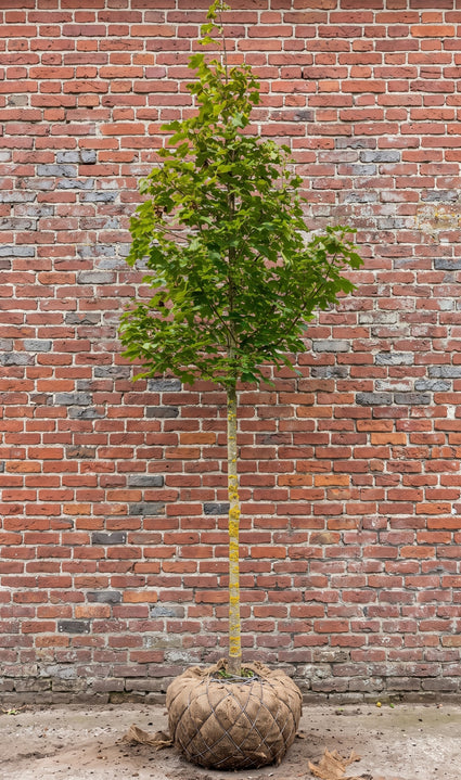 Noorse esdoorn (Hoogstam) - Acer platanoides 'Cleveland'