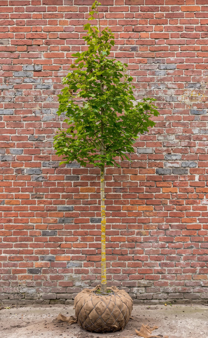 Noorse esdoorn (Hoogstam) - Acer platanoides 'Columnare'