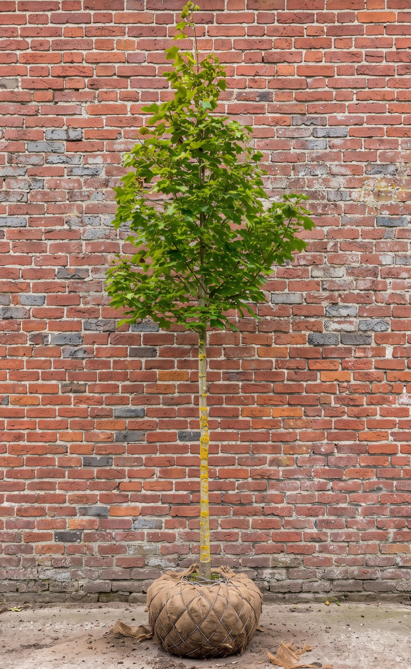Noorse esdoorn (Hoogstam) - Acer platanoides 'Columnare'