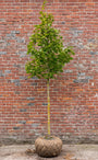 Noorse esdoorn (Hoogstam) - Acer platanoides 'Columnare'