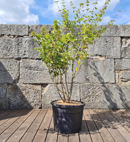 Chinese esdoorn - Acer davidii - Zuilboom