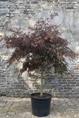 Halfstam 80 cm Extra volgroeid