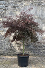 Japanse Esdoorn - Acer palmatum 'Garnet' (brede, lage soort)