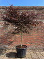 acer garnet op stam (halfstam)