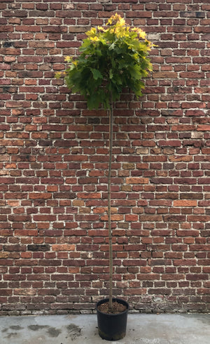 Hoogstam boom