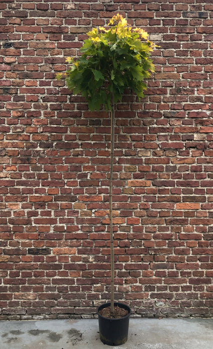 Noorse esdoorn - Acer platanoides ‘Golden Globe’ op hoge stam