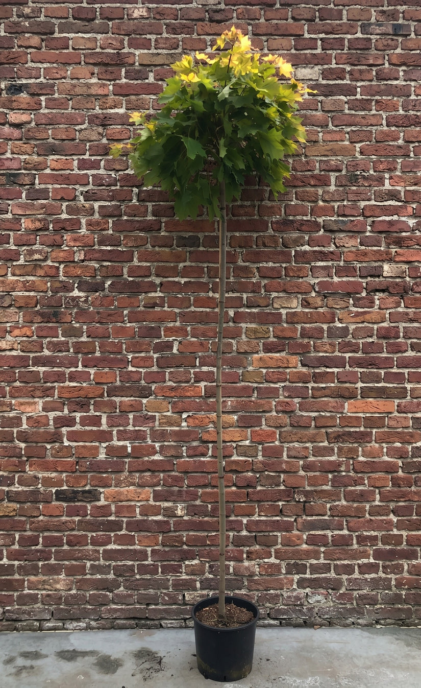 Noorse esdoorn (Hoogstam) - Acer platanoides ‘Golden Globe’