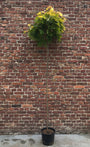 Noorse esdoorn (Hoogstam) - Acer platanoides ‘Golden Globe’