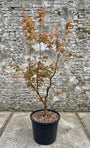 Papieresdoorn (Meerstammig) - Acer griseum