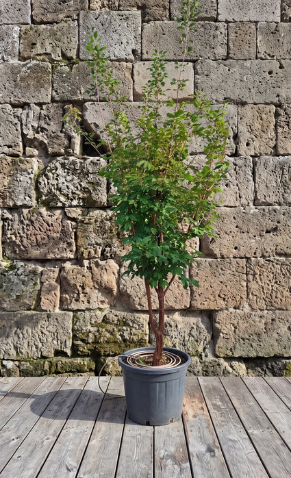 Papieresdoorn - Acer griseum