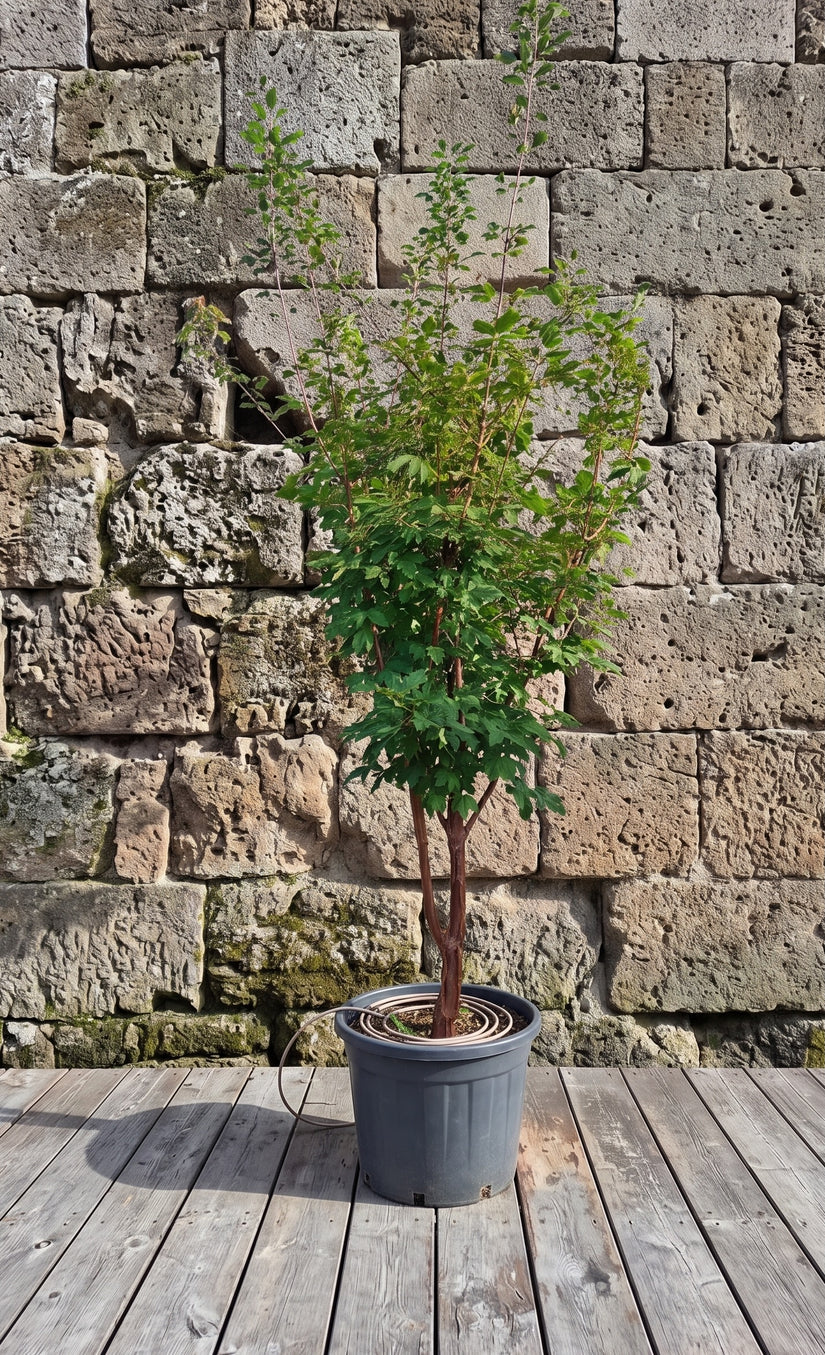 Papieresdoorn - Acer griseum